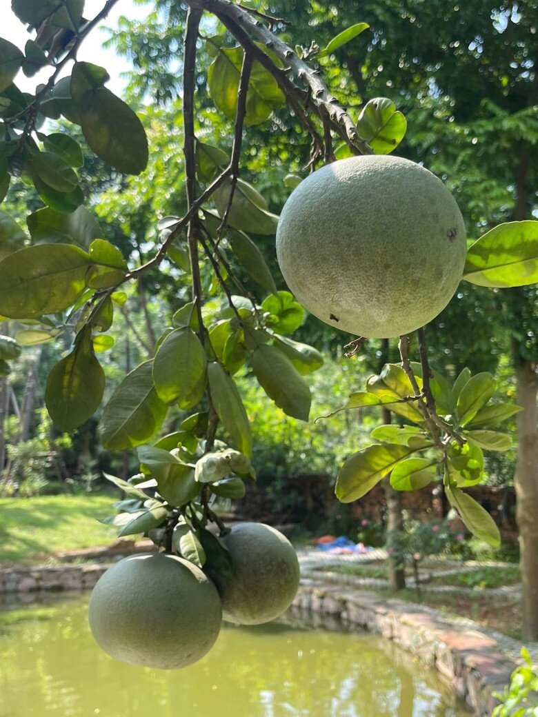 Một góc cây bưởi trái sai trĩu cành. Ngoài ra, vườn nhà Trọng Tấn có rất nhiều loại cây ăn trái, rau xanh, có thả cá, nuôi gà, cho nhiều trứng...