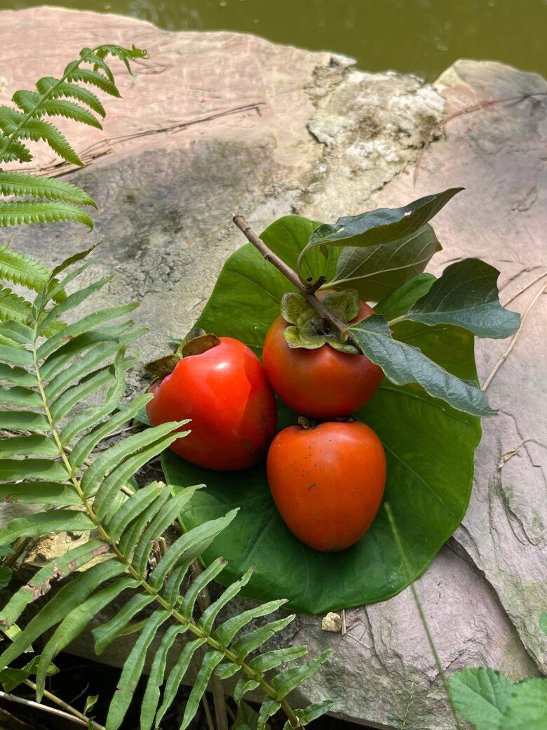 Những trái hồng đỏ rực đặt trên lá sen non cạnh phiến đá bên hồ. Trả lời câu hỏi của Trọng Tấn, nhiều người hâm mộ cho rằng giống hồng mà nhà anh trồng là hồng trứng, hồng giòn.