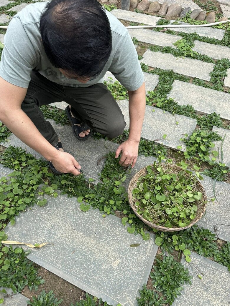 Nam ca sĩ nổi tiếng giản dị, đi chân đất ngồi hái rau má giữa một khoảng sân phủ kín loại rau này, toát lên vẻ mộc mạc của một người gắn bó với vườn tược. Anh dí dỏm cho biết thêm: Vườn nhà trồng cỏ mà mọc lên toàn rau má, thế là có món ăn đặc sản trong vườn. Cả nhà cho xin gợi ý các món ăn.