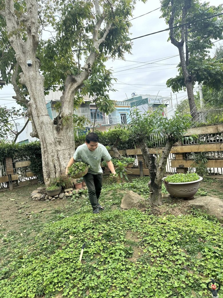 Khu vườn của Trọng Tấn ở quê nhà Thanh Hóa: Bưởi - hồng sai lúc lỉu, có loại rau làm nhiều người nhớ quê - 16