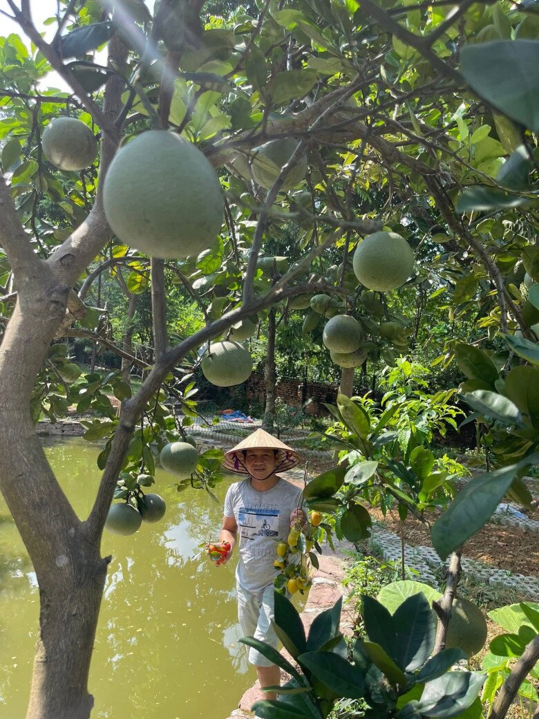 Khu vườn của Trọng Tấn ở quê nhà Thanh Hóa: Bưởi - hồng sai lúc lỉu, có loại rau làm nhiều người nhớ quê - 2