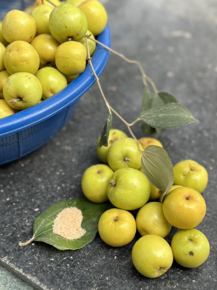 Có lần, Trọng Tấn cùng 2 con thu hoạch táo quê. Khu vườn giản dị thôi nhưng làm tăng thêm sự gắn kết giữa các thế hệ, giữa người nghệ sĩ và gia đình qua chính những mùa quả ngọt.