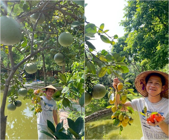 Khu vườn ở quê không chỉ cho trái ngọt, rau xanh mà còn là nơi Trọng Tấn tìm về sự tĩnh tại giữa nhịp sống bộn bề. Giọng ca nhạc đỏ đội nón lá, tay cầm trái hồng và bưởi ngay bên bờ ao trong vườn quê nhà.