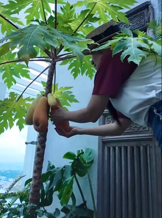 Khu vườn trên cao ở penthouse mới giúp Hồng Nhung amp;#34;chữa lànhamp;#34; sau biến cố, Diva khoái chí thu hoạch amp;#34;ngọc xanhamp;#34; - 6