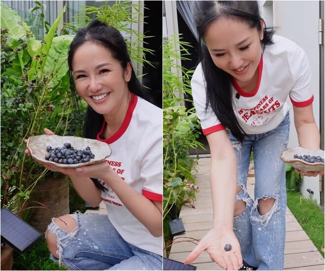 Blueberry (quả việt quất) thường được ví như siêu thực phẩm vì những lợi ích sức khỏe tuyệt vời mà nó mang lại. Ngoài ra, chúng còn được ví như viên ngọc xanh vì màu sắc và giá trị dinh dưỡng của chúng. Hình ảnh Hồng Nhung say mê hái từng quả việt quất sạch, không hóa chất: “Tất nhiên mình tự trồng ở nhà thì có một điều an tâm nhất là không có hóa chất, mình không có tưới bằng hóa chất gì cả”.