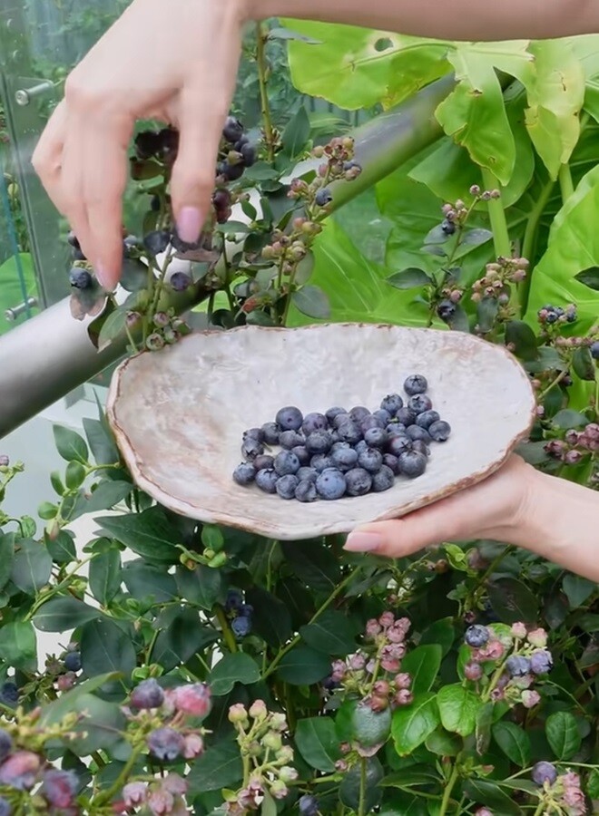 Trong khu vườn, Hồng Nhung trồng một bụi việt quất. Cô nhấn mạnh phải hái ngay khi chín để không rụng mất: “Vì nếu không là các em ấy rụng xuống đất, phí lắm”. Nữ ca sĩ chia sẻ: “Những bụi này thường phải nằm ở dưới bóng cây mát của các cây lớn hơn”, nên dự định chuyển một số chậu xuống khu vườn phía dưới penthouse.