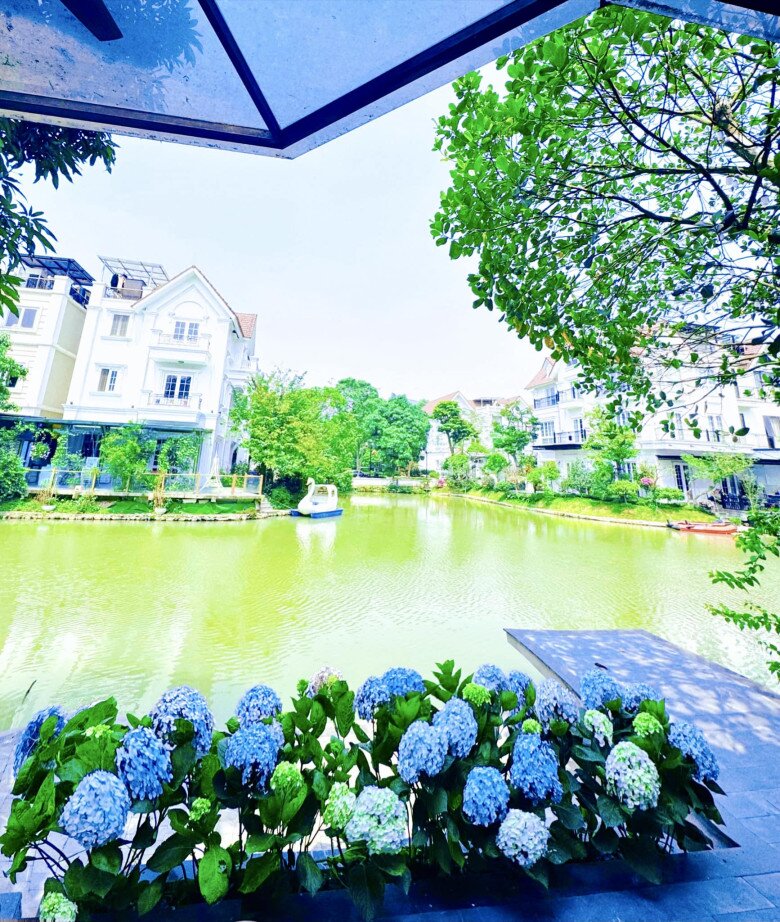 Khu vực vườn sau cũng được Lã Thanh Huyền trồng loài hoa này. Dãy cẩm tú cầu xếp hàng bên bờ hồ, sắc xanh lam dịu mắt nổi bật trong ánh nắng. Khung cảnh gợi cảm giác nghỉ dưỡng giữa phố thị.