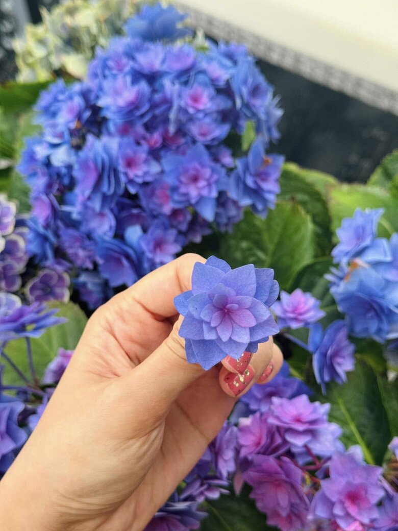 Một bông cẩm tú cầu xanh tím nhiều lớp được người đẹp nâng trên tay. Cánh hoa nhỏ xếp tầng tầng lớp lớp như một tác phẩm gấp giấy tinh xảo. Sắc tím đậm gợi vẻ huyền bí và sang trọng. Lã Thanh Huyền tiết lộ hoa có thể chơi được 3 tháng.