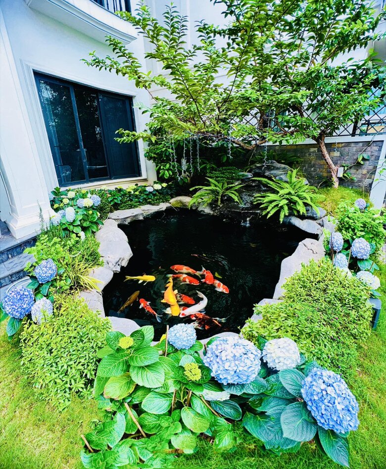 Góc sân uyển chuyển với hồ cá koi sinh động và cẩm tú cầu viền quanh mép đá. Màu xanh dịu của hoa hòa vào bóng cây, tạo nền cho sắc đỏ - vàng rực rỡ của đàn cá. Một khung cảnh vừa tĩnh lặng vừa sinh động.