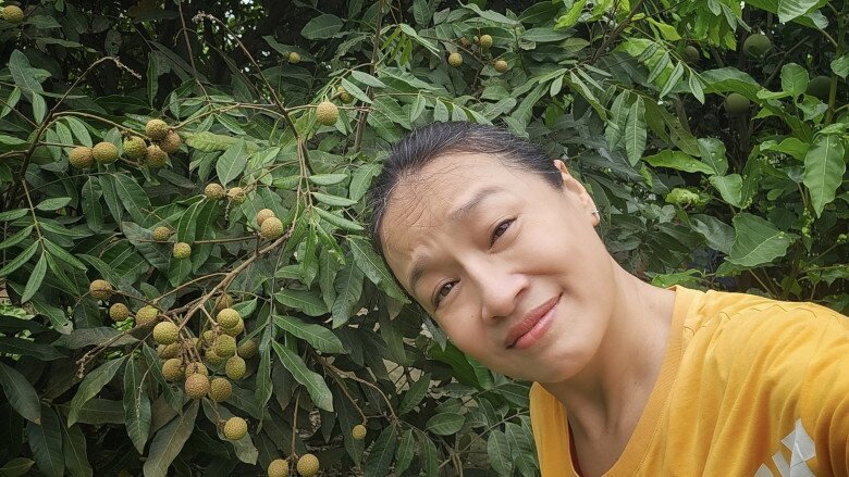 Ngày hôm qua có 1 bác hàng xóm vui tính, dễ mến ở xa xa đến thu hoạch hộ rồi. Cây nhãn khuất tầm mắt một chút, thế là ngắm cả mùa giờ...còn 1 túm, cô hóm hỉnh kể.