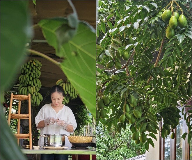 Vườn cây ăn quả của nghệ sĩ Tú Oanh phong phú với nhãn, sapoche, cóc, mận, sấu...