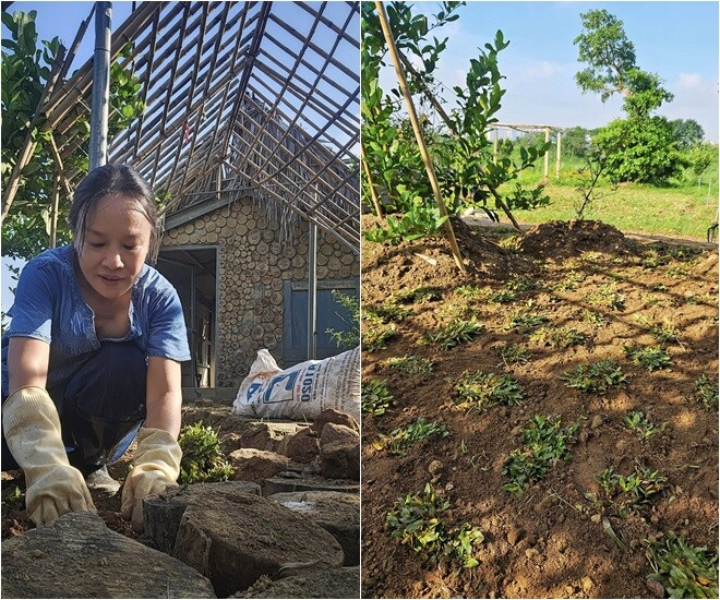 Cỏ gừng được chị trồng thưa, để thời gian cho cỏ lan đều khắp nền đất. Đây là loại cỏ chịu hạn tốt, ít sâu bệnh, thường được dùng phủ nền vườn giúp giữ đất và làm cảnh.