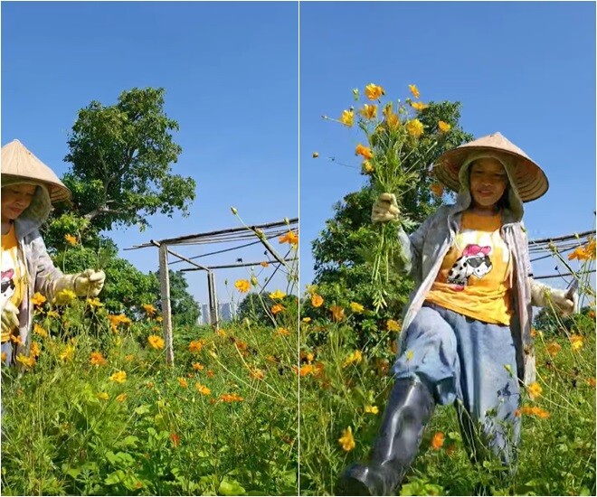 Táo bà bày tỏ: Em lại về vườn đây các bác ơi! Hoa tươi trái mùa rực rỡ... U60 yêu thương hoa. Nữ nghệ sĩ quần áo giản dị, đội nón, đeo bao tay ra giữa trời nắng hái hoa.