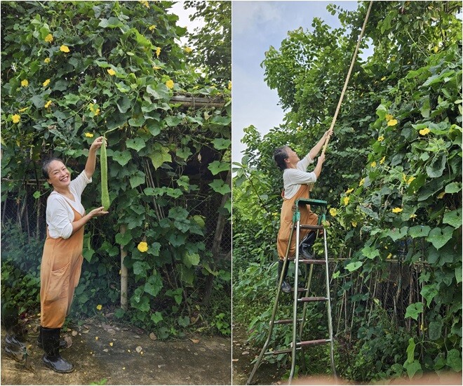 Không chỉ có hoa, khu vườn cho cho ra rất nhiều rau củ quả. Có hôm, nữ nghệ sĩ hài hước khoe quả mướp hương dài tươi xanh: Cu mướp này nó vượt giàn lao lên nằm giữa vòm cây hoa ban các bác ạ.. Hương này là hương gì mà khủng thế nhỉ.
