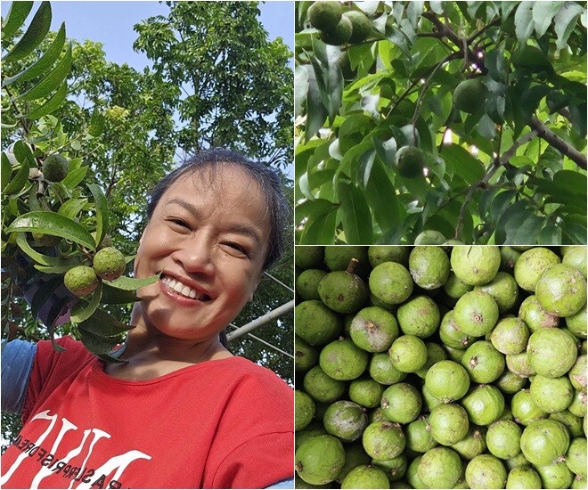 Những trái sấu chua nhưng tươi rói được cô hái vào ngày mưa, ướt sũng nhưng tràn đầy năng lượng. Mùa này, cây sấu cho đến 50kg quả.