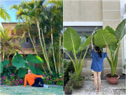 Nhà đẹp - Cây cảnh nghe tên mà rùng mình nhưng Đàm Vĩnh Hưng và Vân Trang đều mê vì vừa sang vừa đón lộc