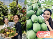 Nhà đẹp - Nữ NSND trẻ nhất Việt Nam sở hữu "biệt phủ" 8.000m2: Sống thảnh thơi trong khu vườn xinh đẹp, trái chín đầy vườn