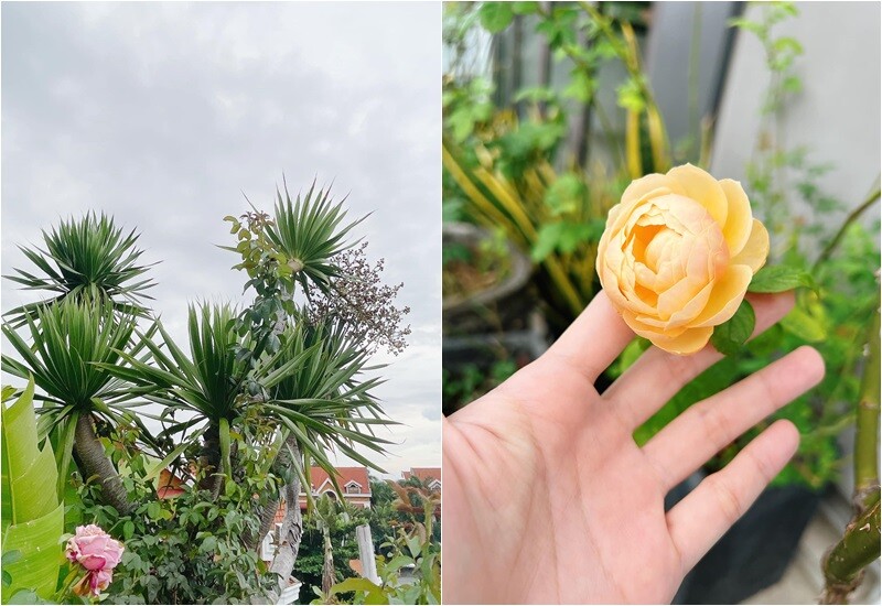 Điều làm công chúng trầm trồ là khoảng sân thượng được cô biến hóa thành khu vườn xanh mướt: Không chỉ có cây cảnh và hoa mà đầy rau củ, cây ăn trái mọc tốt tươi, từ ổi, xoài, bưởi, đến hồng xiêm, quất…
