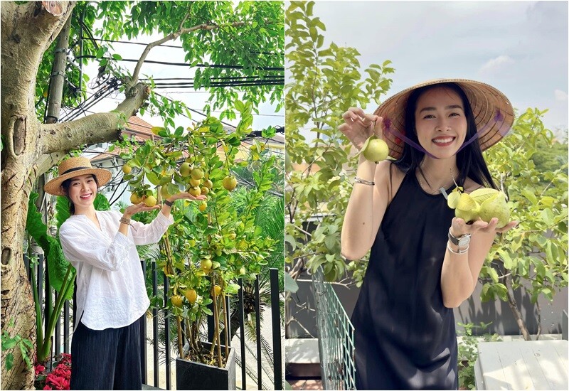 Tất cả đều trồng theo phương pháp hữu cơ, đủ phục vụ bữa ăn gia đình và làm quà cho bạn bè, đồng nghiệp thân thiết.