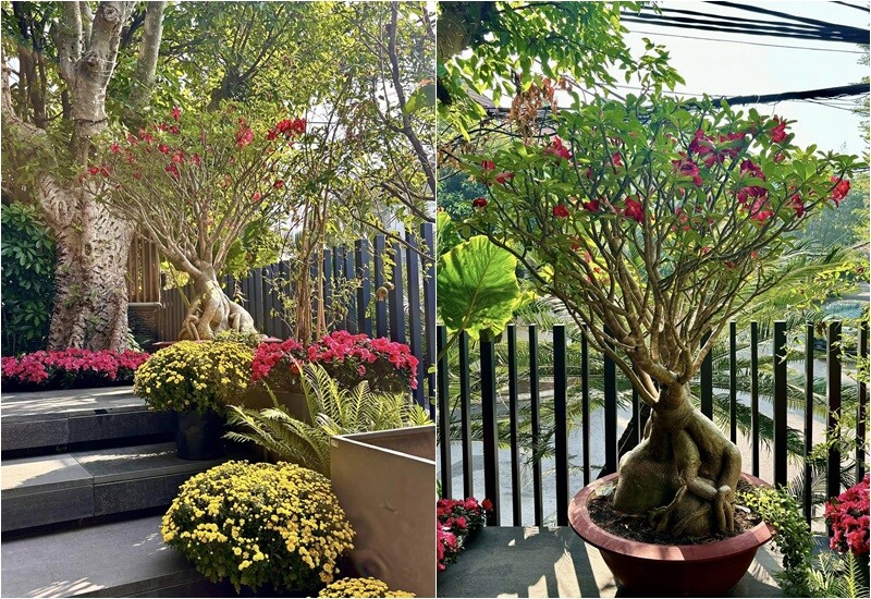 Một dịp Tết cô khoe “Lối nhỏ vào nhà em” khiến mọi người xuýt xoa trước khung cảnh toàn hoa tuyệt đẹp.
