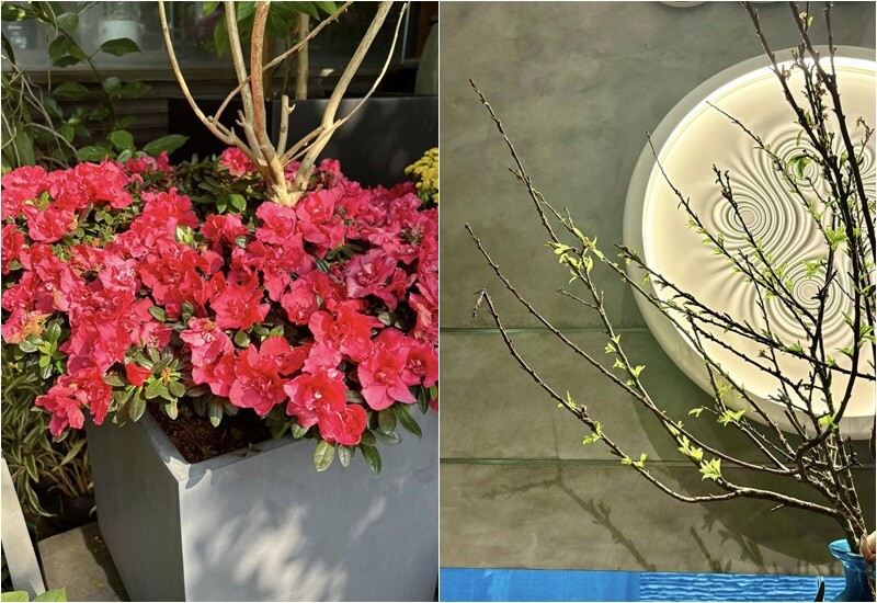 Những dịp Tết đến xuân về, căn nhà của Diệp Bảo Ngọc được phủ kín hoa tươi và cây cảnh. 