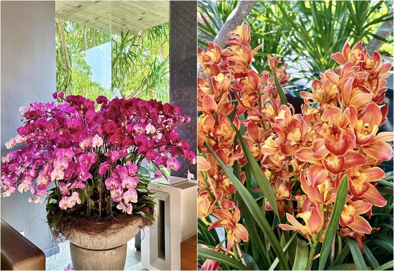 Từ chậu mai vàng, hoa lan đến cúc mâm xôi, thược dược, mẫu đơn, hồng… đều đua nở trong không gian sống của nữ diễn viên.