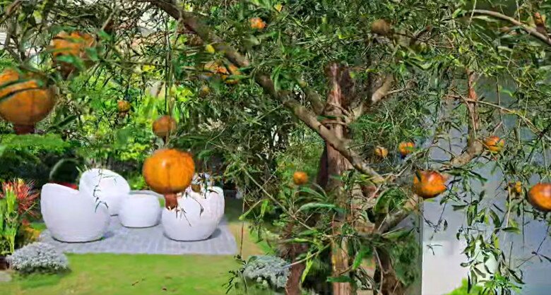 Cận cảnh cây lựu trĩu quả tạo điểm nhấn sinh động cho khu vườn – biểu tượng của sự trù phú và đủ đầy.