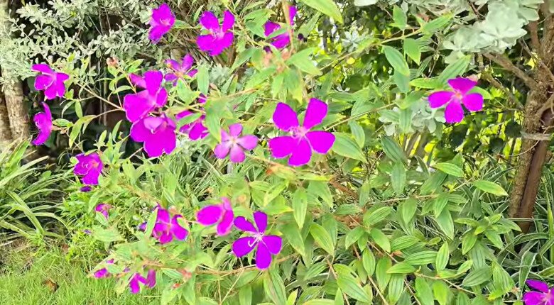 Hoa tím rực rỡ nở rộ dưới ánh nắng, điểm xuyết sắc màu nổi bật cho tổng thể không gian vốn đã rất sinh động.