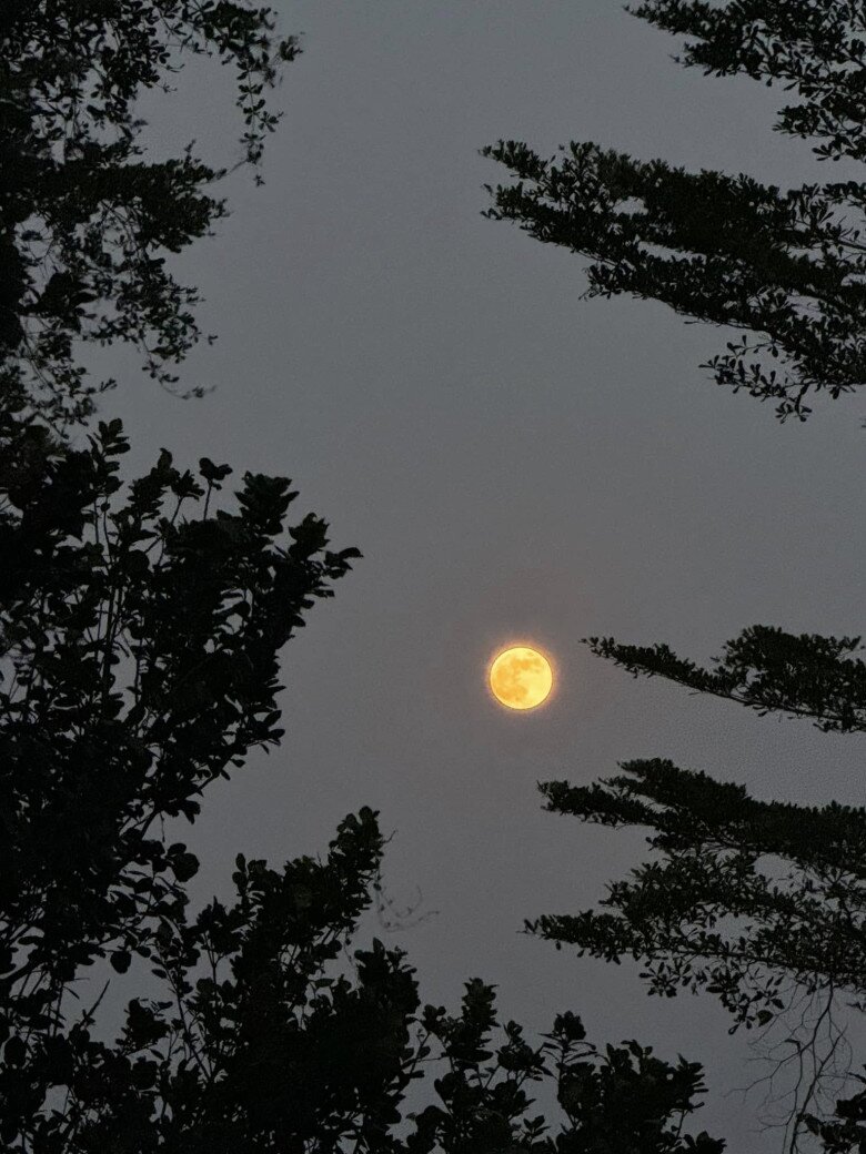 Nữ NSND trẻ nhất Việt Nam sở hữu amp;#34;biệt phủamp;#34; 8.000m2: Sống thảnh thơi trong khu vườn xinh đẹp, trái chín đầy vườn - 16