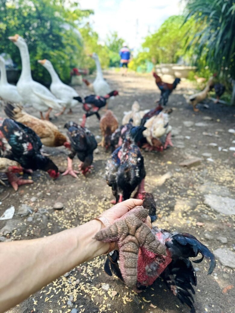 Mỹ Lệ trực tiếp cầm gà Đông Tảo 5 tháng tuổi – chân lực lưỡng và chắc nịch. Đây là niềm tự hào của cô trong mô hình nuôi kết hợp vườn – chuồng.