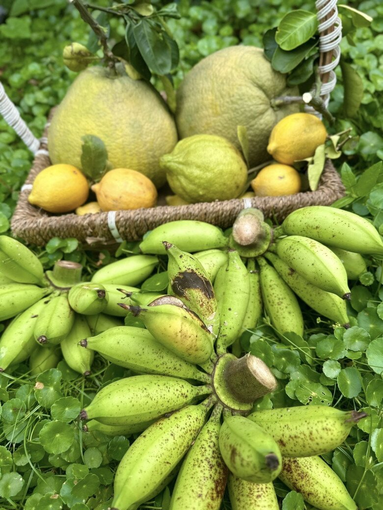 Một góc thu hoạch với bưởi Diễn, chanh vàng Mỹ và chuối vừa hái. Cô đặt trong chiếc giỏ mây thủ công, nằm giữa thảm rau cỏ tươi tốt.