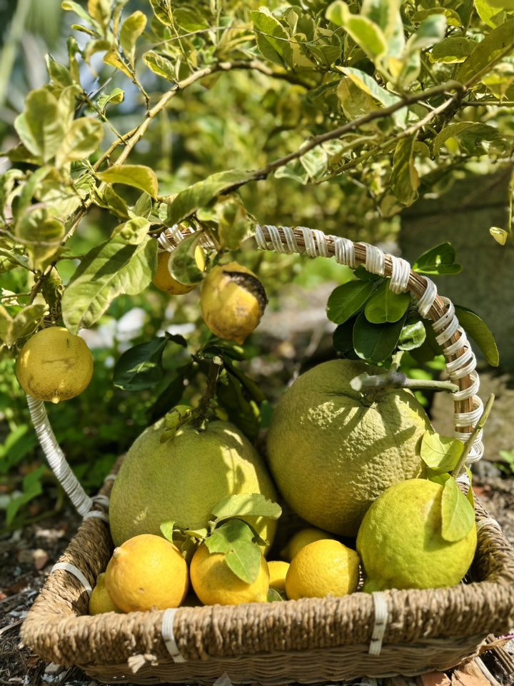 Giỏ bưởi, chanh vàng treo lủng lẳng trên cây. Nàng Mỹ nhân ngư cho hay: Bưởi Diễn sai trĩu trị phải vặt hết trái, giữ lại một cây 5,6 quả.
