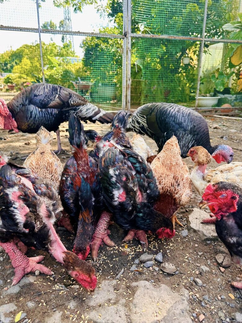 Đàn gà Đông Tảo – giống gà nổi tiếng với đôi chân to và giá hàng triệu đồng/con – đang thảnh thơi ăn thóc trong vườn. Nền đất sạch, rộng thoáng tạo môi trường sống lý tưởng cho chúng.