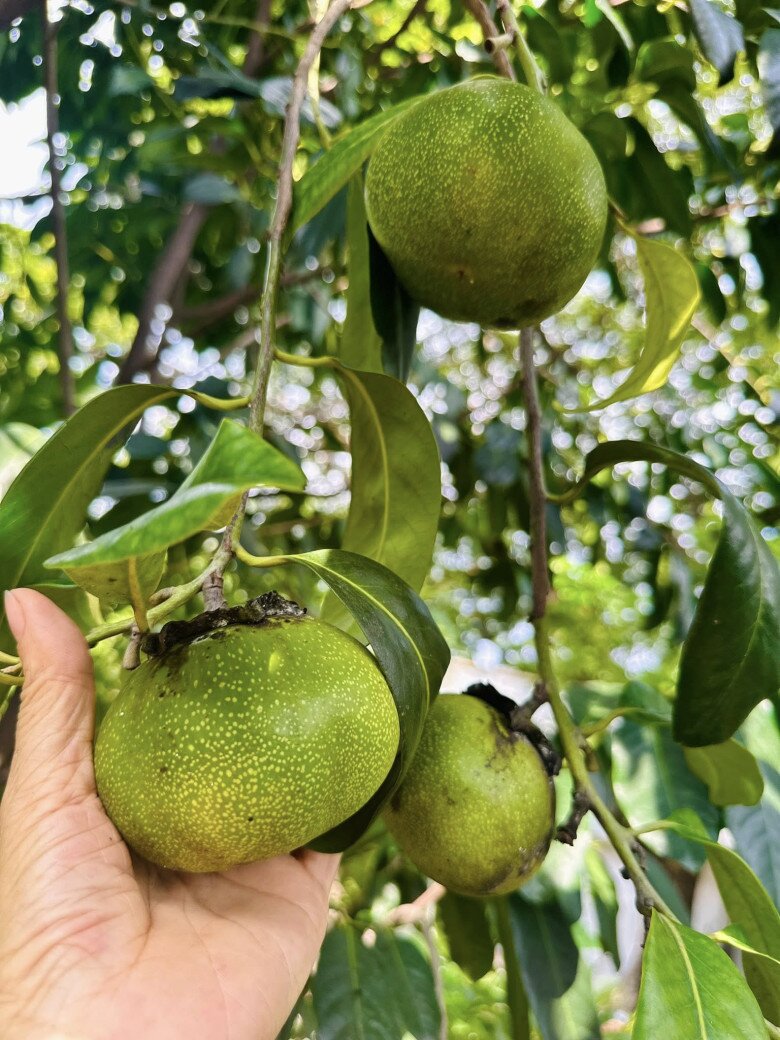 Cận cảnh quả hồng socola đang độ chín – loại hồng có màu vỏ xanh đậm pha nâu, thịt ngọt dẻo như socola tan chảy. Mỹ Lệ nâng nhẹ từng quả sau thời gian tâm huyết chăm bón.