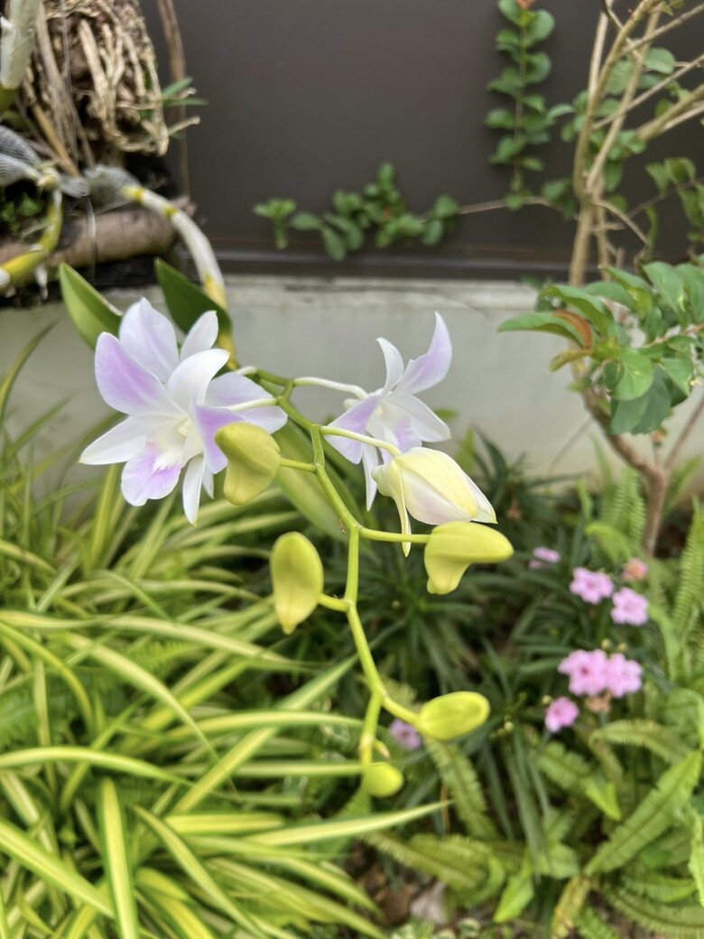 Giỏ lan Thái trong vườn năm nay có sắc nhạt hơn vì dính nhiều mưa tháng Bảy. Tuy vậy, từng cánh hoa vẫn giữ nét trong trẻo, thanh thoát. Loài lan này nên treo ở nơi thoáng gió, ít nắng gắt và bón thêm phân hữu cơ loãng để cây khỏe lâu dài.