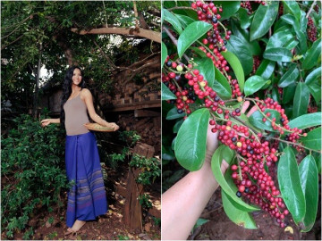 Hoa hậu nghèo nhất Việt Nam khoe loài cây tuổi thơ, quả giàu chất chống oxy hóa, trồng một cây nhà không giàu cũng có phúc khí
