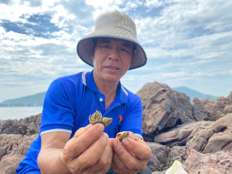 Loại ốc này được sử dụng làm thực phẩm. Có thời điểm sốt, loại ốc này được bán với giá từ 400-500 nghìn đồng do số lượng ít và việc bắt ốc gặp nhiều khó khăn.