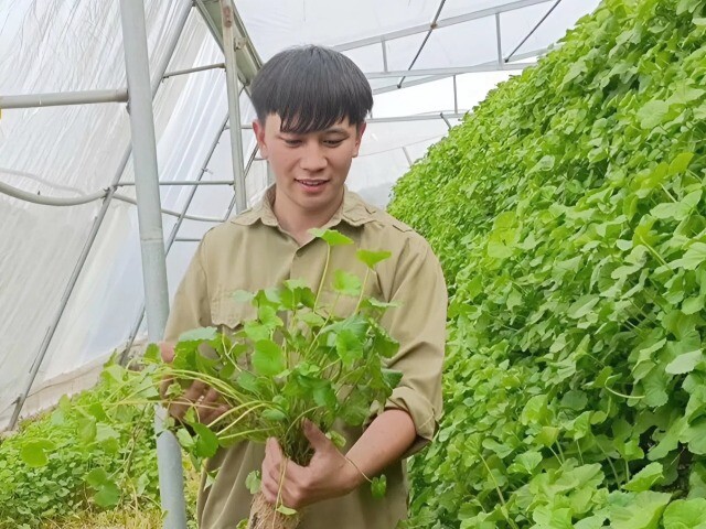 Trồng loại rau mọc dại bờ mương, 9X Quảng Ninh bỏ túi hơn 50 triệu đồng/tháng, mở ra hướng đi mới cho bản thân