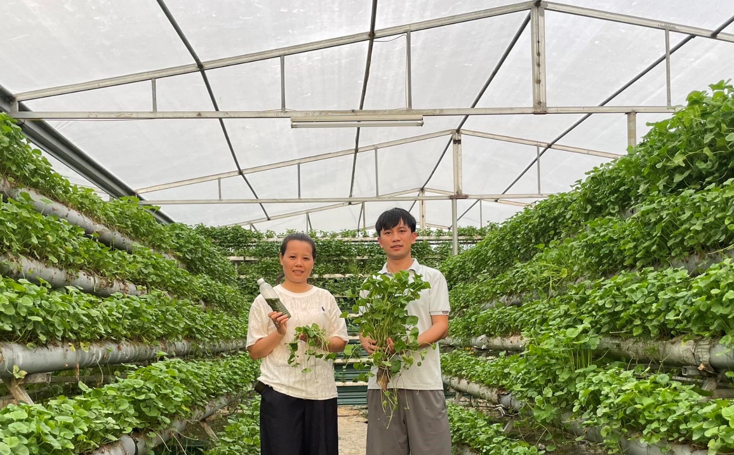 Anh Hùng thành công với mô hình rau má thủy canh