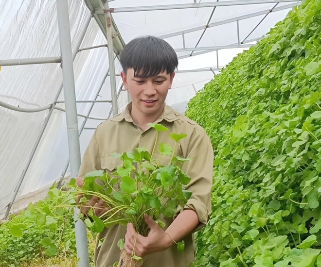 Anh nông dân 9X khởi nghiệp với rau má thủy canh