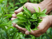 Sức khỏe - Ra chợ thấy 6 thực phẩm này nên mua ngay, đây đều là siêu thực phẩm thải độc gan cực tốt, làm nhiều món ngon mà ít người biết