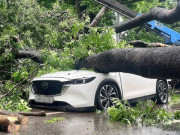 Tin tức - VIDEO: Cây xà cừ lớn bất ngờ đổ đè bẹp xe ô tô đang chạy trên đường phố Hà Nội