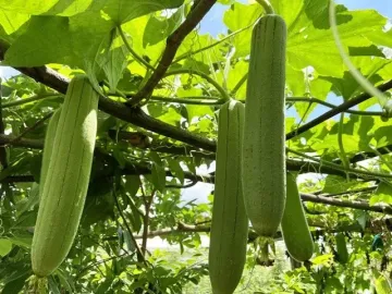 Nước giải khát bổ dưỡng từ quả mướp tươi