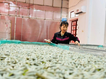 Lắp máy lạnh nuôi tằm cho thu nhập nửa tỉ/năm