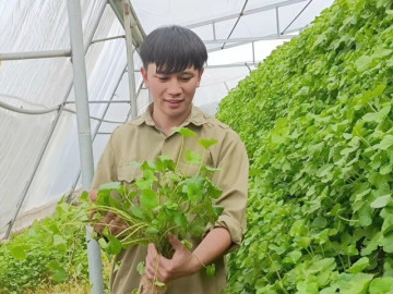 Tin tức - Trồng loại rau mọc dại bờ mương, 9X Quảng Ninh bỏ túi hơn 50 triệu đồng/tháng, mở ra hướng đi mới cho bản thân
