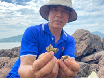 Lặn lội đá ngầm, lặng thầm mưu sinh với ốc móng rồng