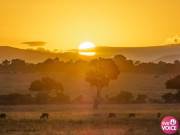 Clip Eva - Cuộc phiêu lưu ở Maasai Mara: Ngắm hoàng hôn rực rỡ và đàn thú hoang dã trong lòng thiên nhiên