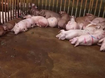 Phát hiện đường dây giết mổ, tiêu thụ thịt lợn bệnh ra thị trường