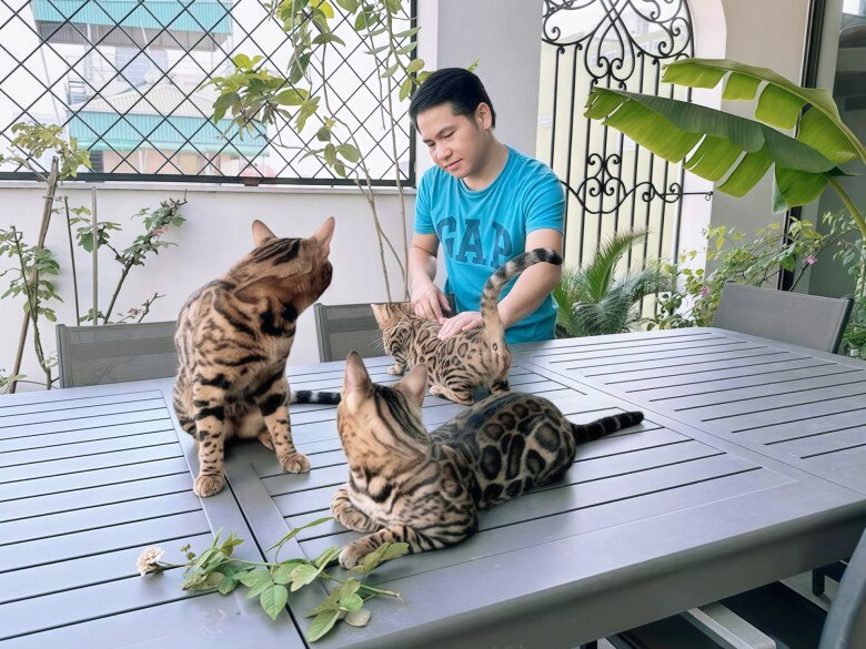 Trọng Tấn chăm đàn mèo Bengal đắt tiền.