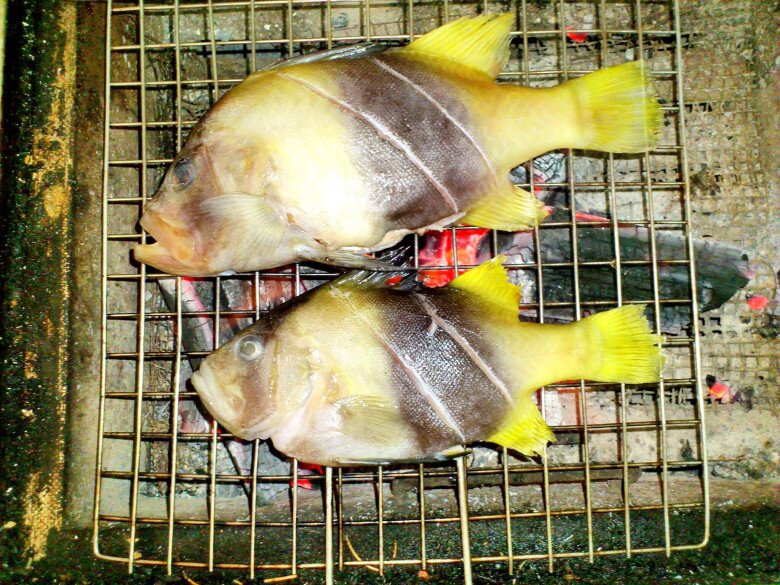 Loài cá tên kỳ quặc chỉ có ở Nha Trang, giá cao ngất ngưởng vẫn amp;#34;cháy hàngamp;#34; liên tục nhờ vị ngon hiếm có - 4
